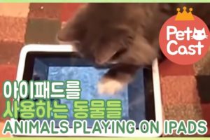 태블릿을 사용하는 동물들 Animals Playing on iPads