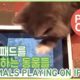 태블릿을 사용하는 동물들 Animals Playing on iPads