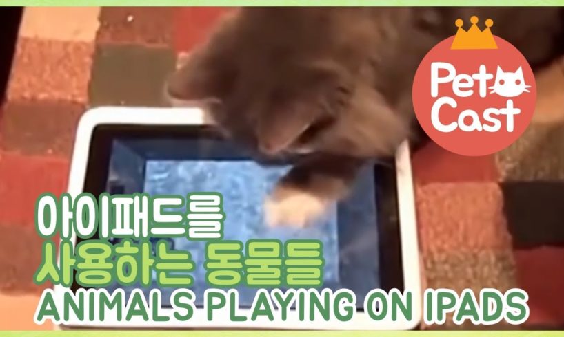 태블릿을 사용하는 동물들 Animals Playing on iPads