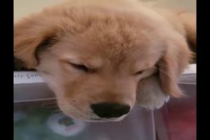 1 Funniest & Cutest Golden Retriever Puppies #4   Funny Puppy Videos 2019