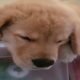 1 Funniest & Cutest Golden Retriever Puppies #4   Funny Puppy Videos 2019