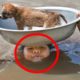 10 AMAZING Animal Rescues THAT WILL SHOCK YOU!
