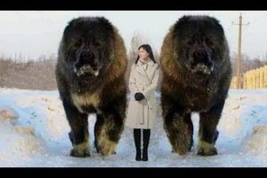 10 Abnormally Large Dogs In The World