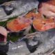 10 Kg Big Catfish (Arr Fish ) Cutting in Indian Street Market | Street Food Loves You Present
