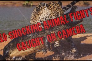 10 SHOCKING Animal fights Caught On Camera