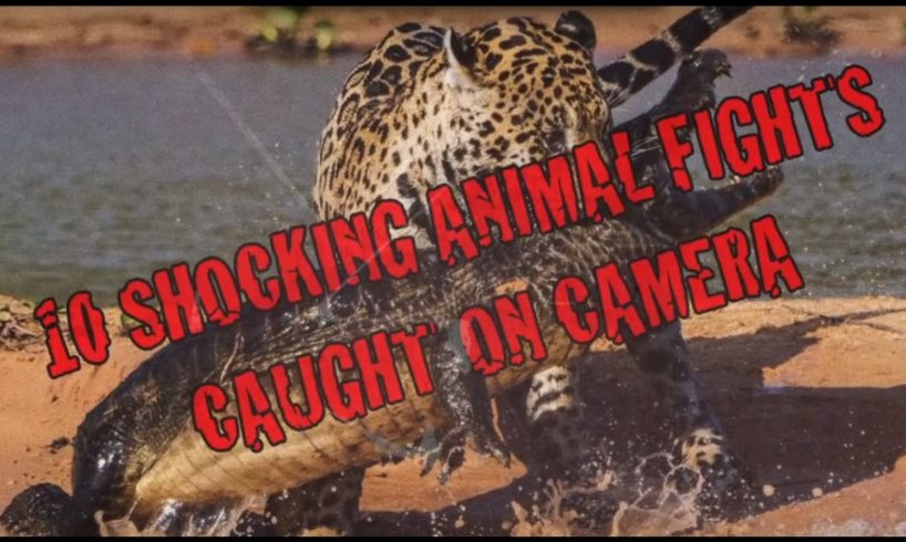 10 SHOCKING Animal fights Caught On Camera