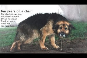 10 Years Chained: A Dog's Rescue Story. She was snowed and sleeted on - covered in mud - no comforts