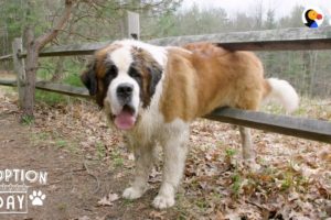 130-Pound Dog Gets His First Home Ever | The Dodo Adoption Day