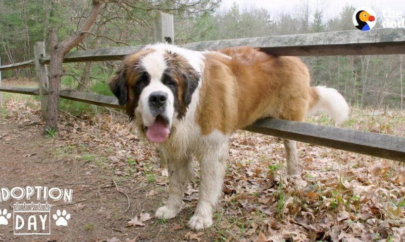 130-Pound Dog Gets His First Home Ever | The Dodo Adoption Day