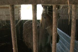 133 Horses Rescued in Maryland