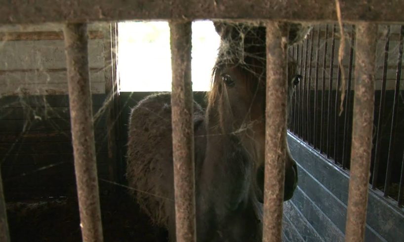133 Horses Rescued in Maryland