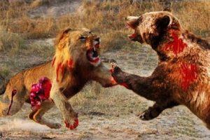 15 CRAZIEST Animal Fights Caught On Camera #1   Lion,Buffalo,crocodile,Elephant, Bear,Lion