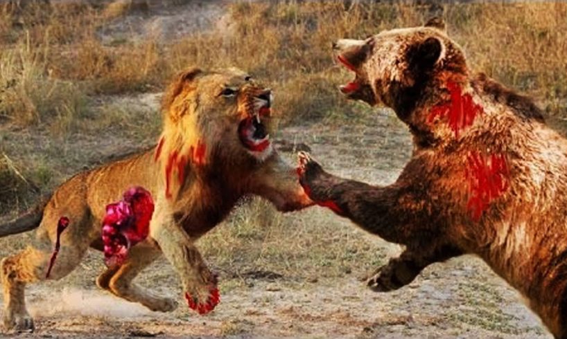 15 CRAZIEST Animal Fights Caught On Camera #1   Lion,Buffalo,crocodile,Elephant, Bear,Lion