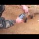 Baby Fox Rescued from Jar Funny Animals Funny Animal Videos