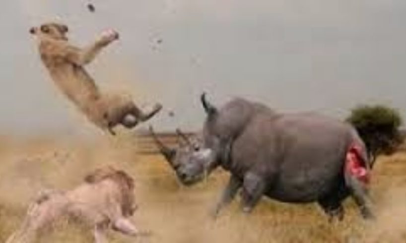 17 CRAZIEST Animal Fights Caught On Camera #1 - Tiger,Lion,Buffalo,Giraffe,Leopard,Zebra,Hyena