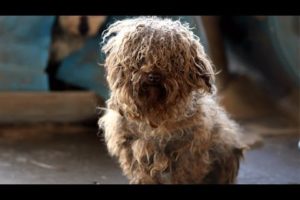 180+ Animals Rescued from Arkansas Puppy Mill