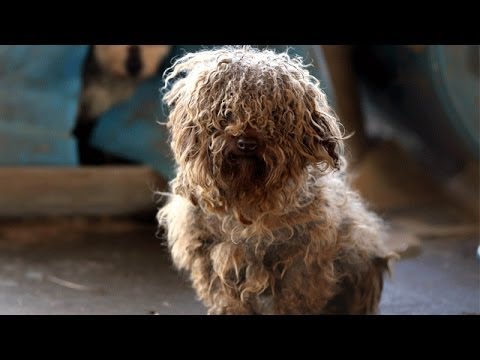 180+ Animals Rescued from Arkansas Puppy Mill