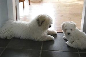 2 cute puppies having lots of fun - Coton de Tuléar