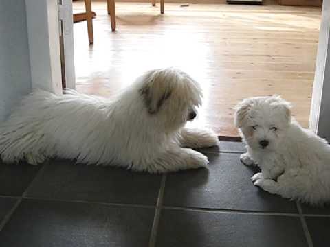 2 cute puppies having lots of fun - Coton de Tuléar