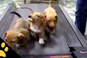 3 Cute Puppies On A Treadmill