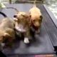 3 Cute Puppies On A Treadmill