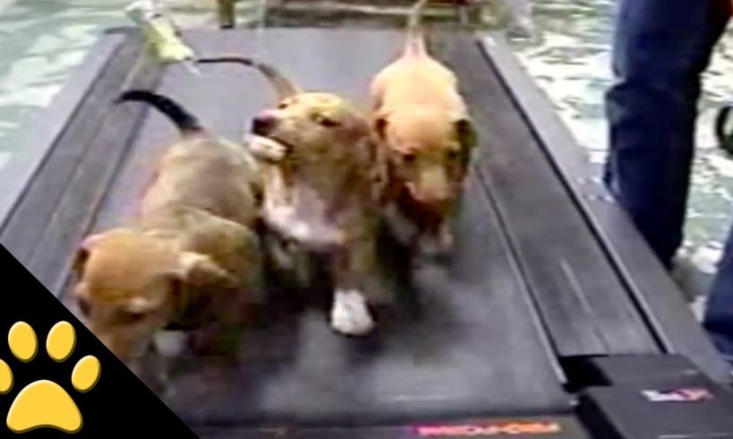 3 Cute Puppies On A Treadmill