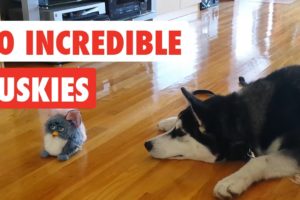 30 Incredible Huskies | Funny Dog Video Compilation 2017