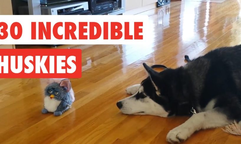 30 Incredible Huskies | Funny Dog Video Compilation 2017