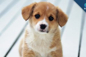 'Eating Up' Cute Puppies: Why Do We Want to Do It?