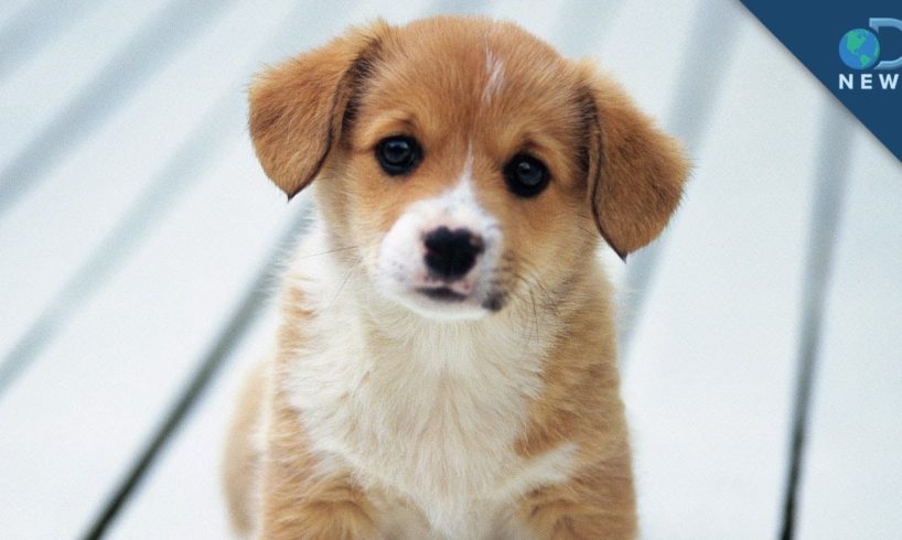 'Eating Up' Cute Puppies: Why Do We Want to Do It?