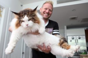 4ft Long Samson Is New York’s Biggest Cat
