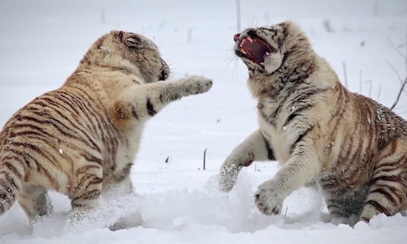 5 CRAZIEST Animal Fights Caught On Camera & Spotted In Real Life! 4
