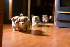 5 little welsh corgi  pembroke puppies