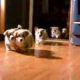 5 little welsh corgi  pembroke puppies