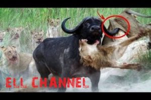 5 ცხოველთა შეშლილი ბრძოლა ნაწილი #2 / Crazy Animal Fight Caught On Camera PT.2