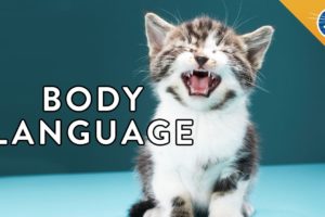 6 Things Your Cat is Saying to You