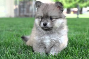 7 Weeks Old Pomsky Puppies So Cute And Energetic! Pomsky Puppies For Sale