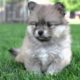 7 Weeks Old Pomsky Puppies So Cute And Energetic! Pomsky Puppies For Sale