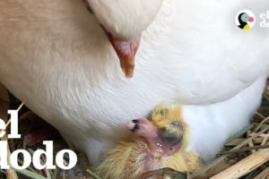 7 razones para dejar de odiar a las palomas | El Dodo