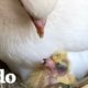 7 razones para dejar de odiar a las palomas | El Dodo