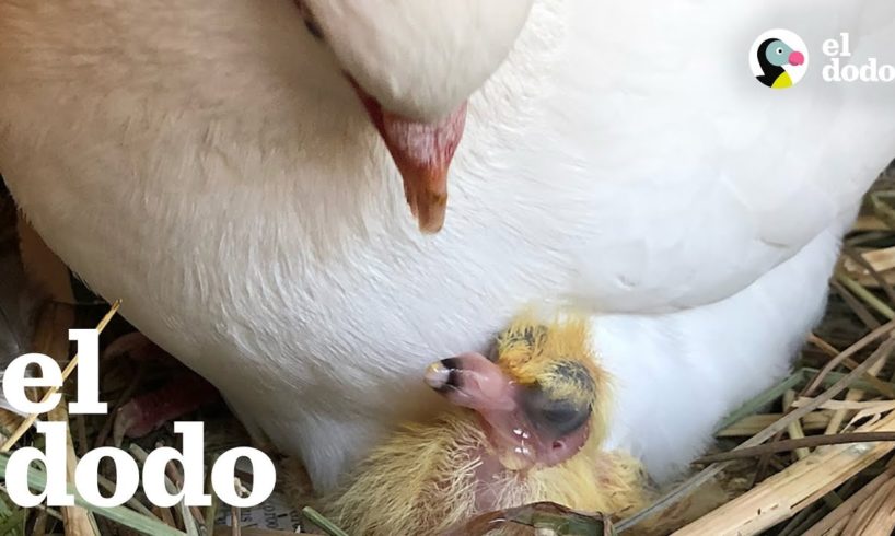 7 razones para dejar de odiar a las palomas | El Dodo