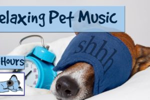 8 HOURS OF RELAX MY DOG MUSIC!! Longest Video Yet! Relaxing Pet Music, Soundsweep ? RMD03