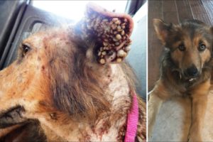 8 Rescued Dog Transformations (Boone, Linda, Moxie, Caleb, Goliath, Blueberry, Cano, Hattie)