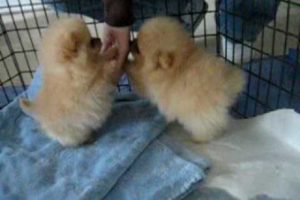 8 week old Pomeranian puppies!