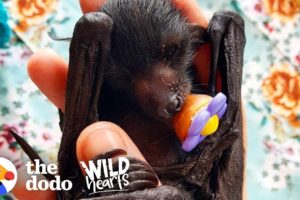 A Day in the Life of a Rescued Flying Fox  | The Dodo Wild Hearts