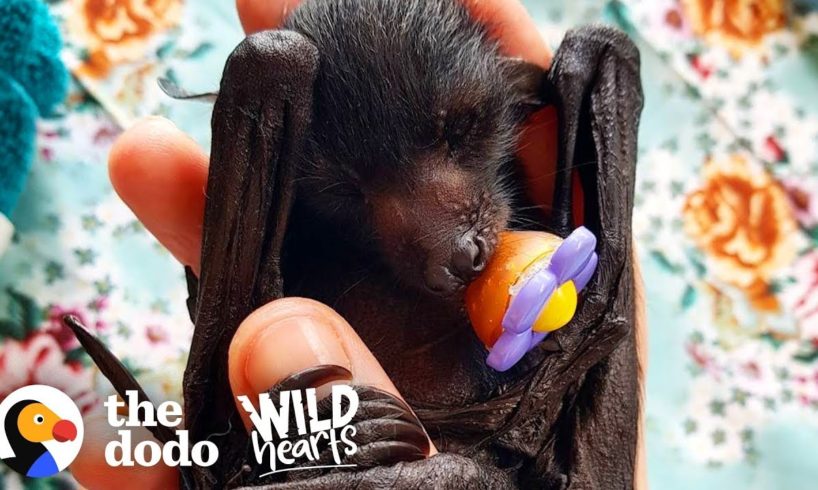 A Day in the Life of a Rescued Flying Fox  | The Dodo Wild Hearts