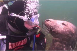 A Diver Had No Clue What This Seal Was Up To – And Then It Suddenly Gripped Him By The Hand