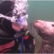 A Diver Had No Clue What This Seal Was Up To – And Then It Suddenly Gripped Him By The Hand