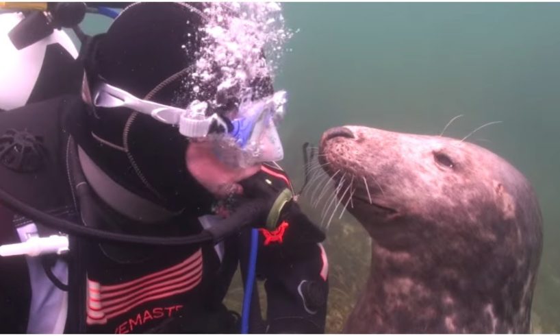 A Diver Had No Clue What This Seal Was Up To – And Then It Suddenly Gripped Him By The Hand