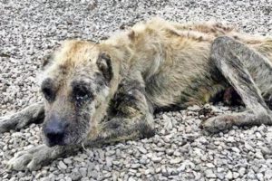 A Emotional Rescue Story! Incredible transformation of dying dog Before After #2019